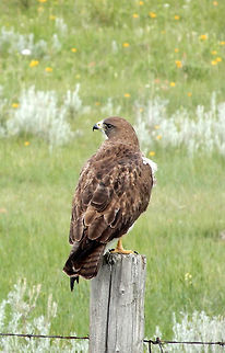 Swainson's Hawk On the look out over the Prairie, the Swainson's Hawk (Buteo swainsoni) is a large hawk found in Southern Alberta, Canada. Alberta,Buteo swainsoni,Canada,Geotagged,Maleb,Spring,Swainson's Hawk,bird,swainson's hawk
