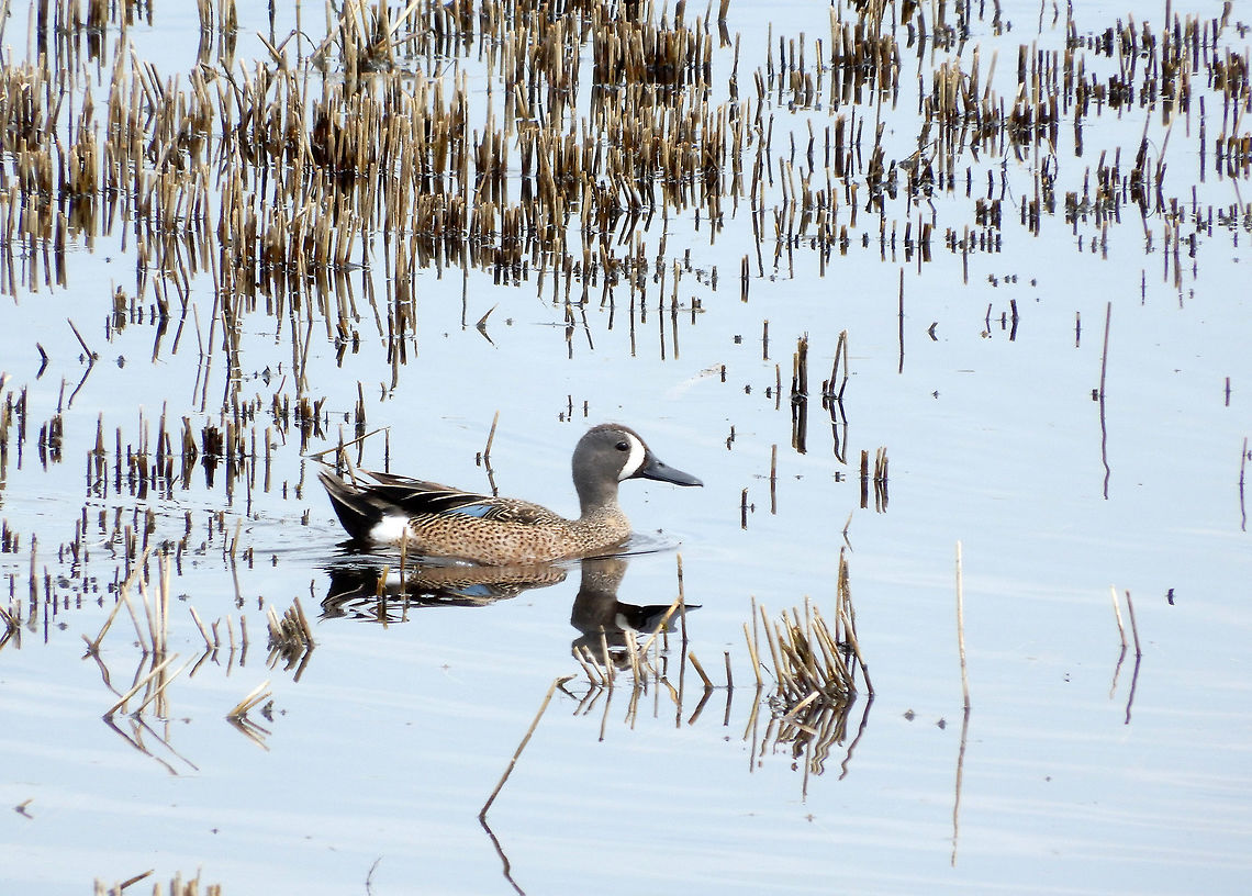 Blue-winged Teal A male Blue-winged Teal (Spatula discors) paddles around in a prairie slough along side of a Southern Alberta highway. Legend, Alberta, Canada. Alberta,Anas discors,Blue-winged Teal,Blue-winged teal,Canada,Geotagged,Legend,Spatula discors,Spring