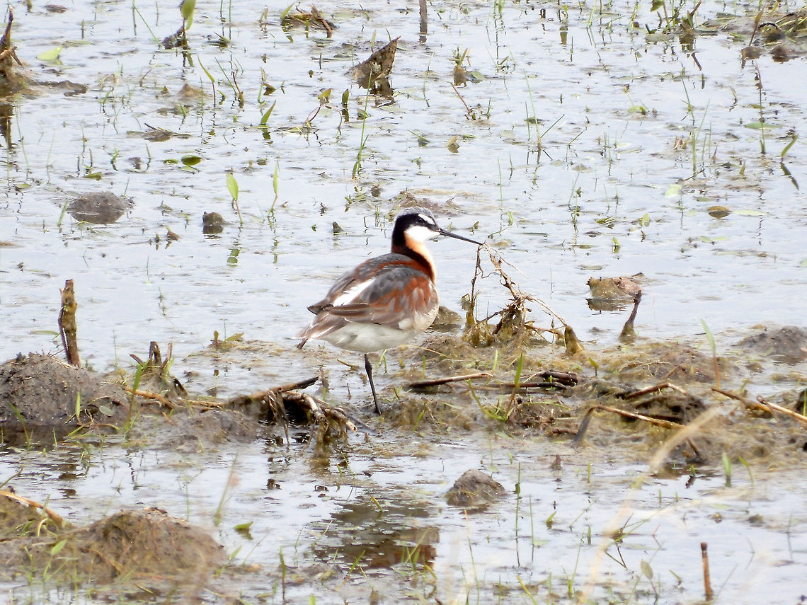 Wilson&rsquo;s Phalarope The Wilson&rsquo;s Phalarope (Phalaropus tricolor) surveys the shallow slough on one leg along the highway of Southern Alberta. Legend, Alberta, Canada. Alberta,Canada,Geotagged,Legend,Phalaropus tricolor,Spring,Wilson&rsquo;s Phalarope