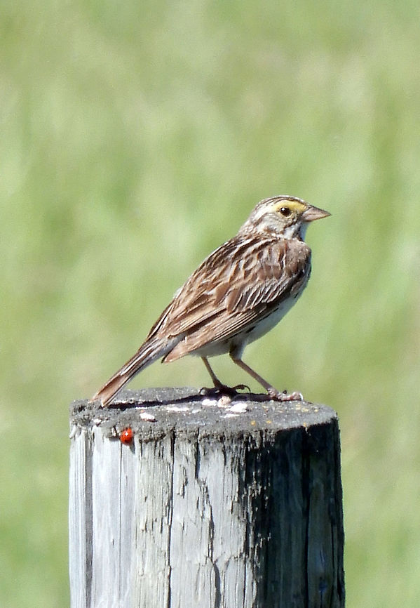 Savannah Sparrow Watching from the fence post, a Savannah Sparrow (Passerculus sandwichensis) is a common sight in Alberta. Horseshoe Lake, Alberta, Canada. Alberta,Canada,Geotagged,Horseshoe Lake,Passerculus sandwichensis,Savannah Sparrow,Savannah sparrow,Spring,bird