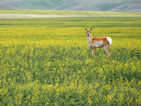 Female Pronghorn A female Pronghorn (Antilocapra americana) pauses in a field of mustard before venturing off to the Prairie, Legend, Alberta, Canada. Conservation Status: vulnerable (S3) in Alberta, CA (NatureServe). Alberta,Antilocapra americana,Canada,Geotagged,Legend,Pronghorn,Spring,vulnerable