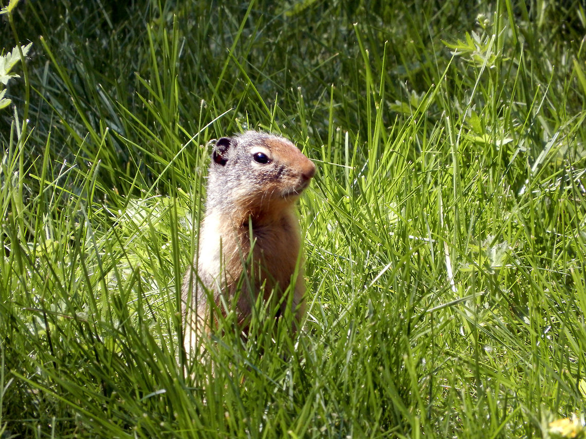 Columbian Ground Squirrel Columbian Ground Squirrel (Urocitellus columbianus) in the grass looking around at Glacier National Park, British Columbia, Canada. British Columbia,Canada,Columbian Ground Squirrel,Columbian ground squirrel,Geotagged,Glacier National Park,Spring,Urocitellus columbianus