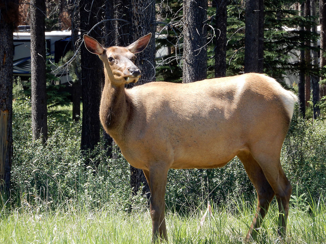 American Elk An American Elk (Cervus canadensis ssp. canadensis) female is along the highway grazing in Jasper National Park, Alberta, Canada. Alberta,American Elk,Canada,Cervus canadensis,Cervus canadensis ssp. canadensis,Elk,Geotagged,Jasper National Park,Spring