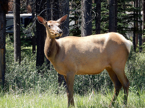 American Elk An American Elk (Cervus canadensis ssp. canadensis) female is along the highway grazing in Jasper National Park, Alberta, Canada. Alberta,American Elk,Canada,Cervus canadensis,Cervus canadensis ssp. canadensis,Elk,Geotagged,Jasper National Park,Spring
