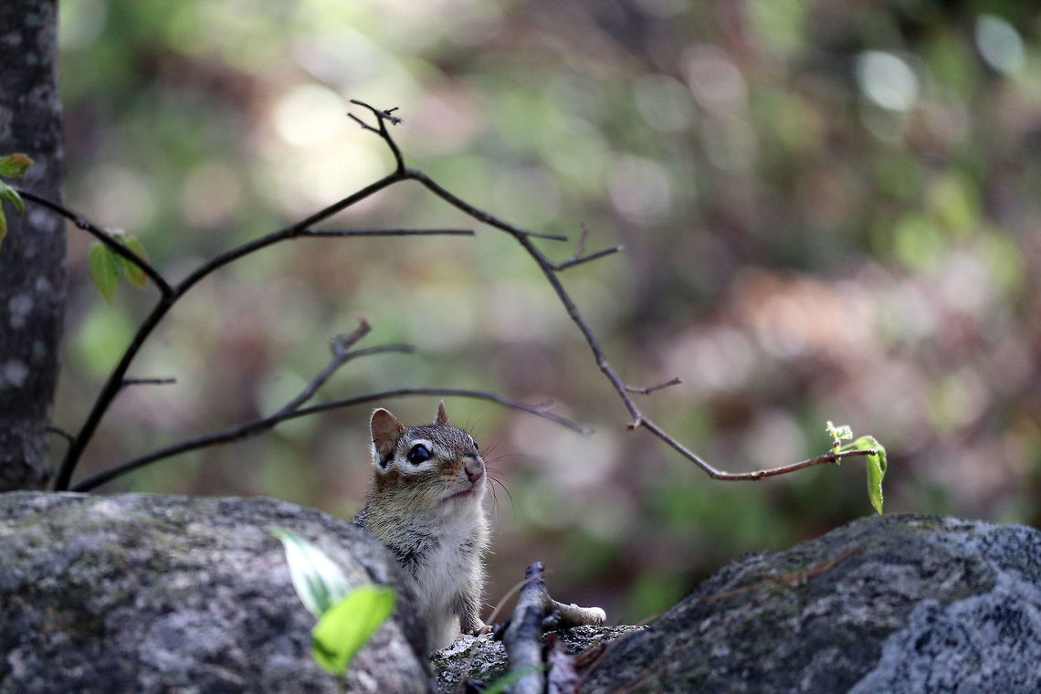 Eastern Chipmunk Eastern Chipmunk (Tamias striatus) peeks out from behind the rocks at Alleyn-et-Cawood, Quebec, Canada. Alleyn-et-Cawood,Canada,Eastern Chipmunk,Eastern chipmunk,Geotagged,Quebec,Spring,Tamias striatus