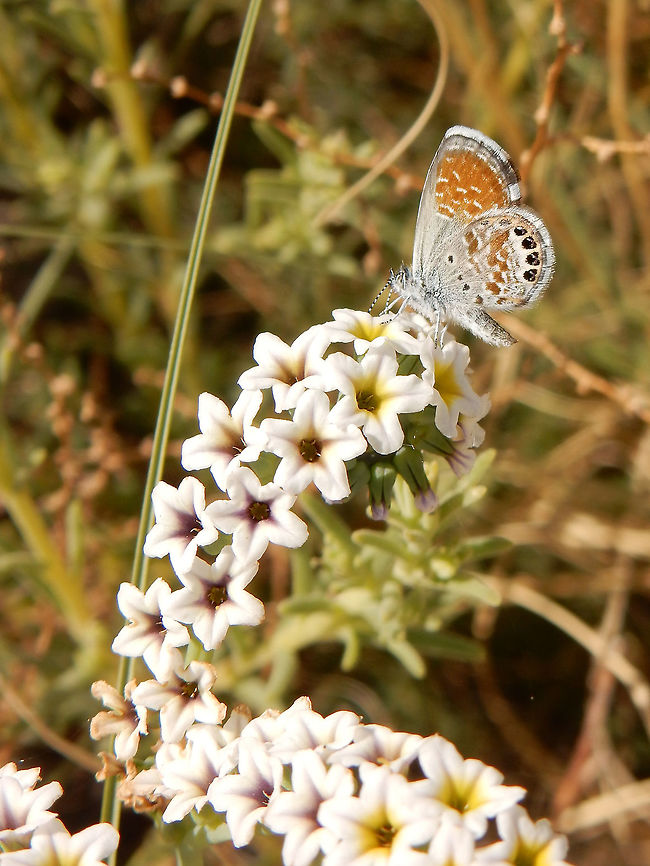 Western Pygmy Blue Western Pygmy Blue (Brephidium exilis exilis) is one of the smallest butterflies in the world and is the smallest in North America. This one is feeding on Alkali Heliotrope close to Kings Pool at Ash Meadows National Wildlife Refuge, Nevada, United States. Ramsar site no. 347. Ash Meadows National Wildlife Refuge,Brephidium exilis,Brephidium exilis exilis,Geotagged,Kings Pool,Nevada,Ramsar wetland,Spring,United States,Western Pygmy Blue