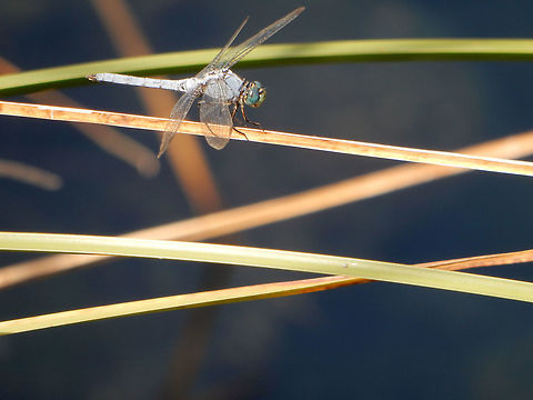 Western Pondhawk Perched on the long grass next to a desert spring, Western Pondhawk (Erythemis collocata) dragonfly at Ash Meadows National Wildlife Refuge, Nevada, United States. Ramsar site no. 347. Ash Meadows National Wildlife Refuge,Erythemis collocata,Geotagged,Nevada,Ramsar wetland,Spring,United States,Western Pondhawk,Western pondhawk,dragonfly