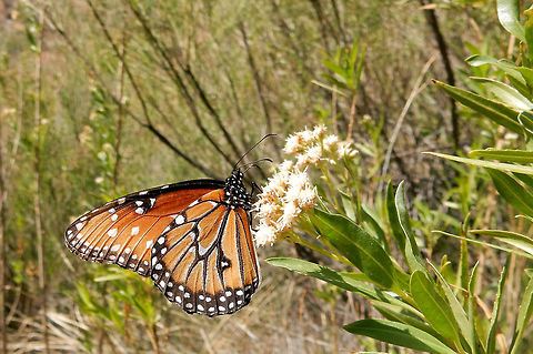 Queen A Queen (Danaus gilippus) butterfly on a desert flower at Agua Fria National Monument, Arizona, United States. Agua Fria National Monument,Arizona,Danaus gilippus,Geotagged,Queen,Spring,United States,butterfly