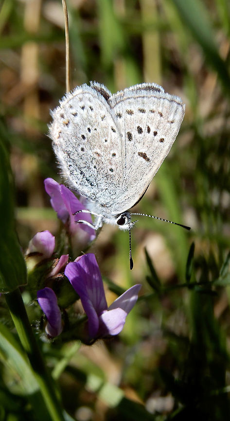 Greenish Blue Greenish Blue (Plebejus saepiolus) resting on the small flower of the marsh at Beaverhill Lake Natural Area, Alberta, Canada. Ramsar site no. 370.  Alberta,Aricia saepiolus,Beaverhill Lake Natural Area,Canada,Geotagged,Greenish Blue,Greenish blue,Plebejus saepiolus,Ramsar wetland,Spring,butterfly