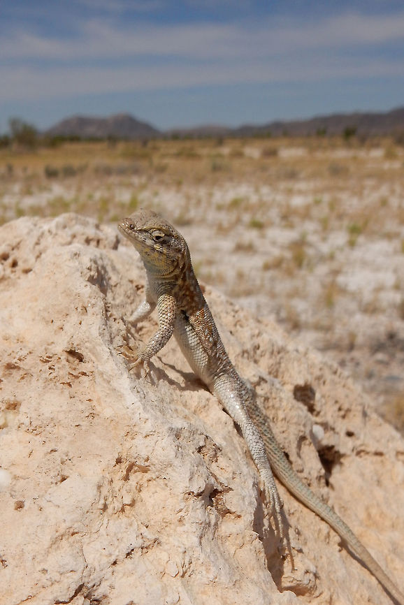 Side-blotched Lizard Hanging out on a large rock, a Side-blotched Lizard (Uta stansburiana) is found at Ash Meadows National Wildlife Refuge, Nevada, United States. Ramsar site no. 347. Ash Meadows National Wildlife Refuge,Common side-blotched lizard,Geotagged,Nevada,Ramsar wetland,Side-blotched Lizard,Spring,United States,Uta stansburiana