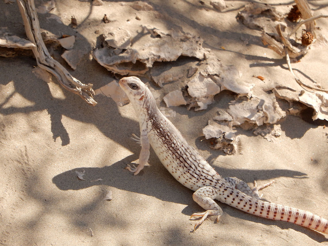 Desert Iguana Desert Iguana (Dipsosaurus dorsals) moves into the shade of a shrub at the Mesquite Flat Sand Dunes, Death Valley National Park, California, United States. California,Death Valley National Park,Desert Iguana,Desert iguana,Dipsosaurus dorsalis,Dipsosaurus dorsals,Geotagged,Mesquite Flat Sand Dunes,Spring,United States