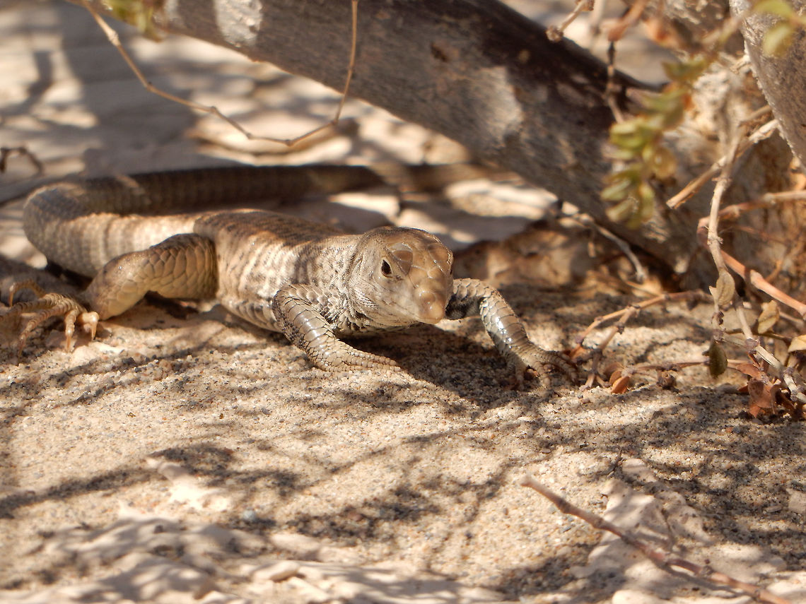 Great Basin Whiptail Lizard Great Basin Whiptail Lizard (Aspidoscelis tigris tigris) crawls under the brush on a hot day at the Mesquite Flat Sand Dunes, Death Valley National Park, California, United States. Aspidoscelis tigris,Aspidoscelis tigris tigris,California,Death Valley National Park,Geotagged,Great Basin Whiptail Lizard,Mesquite Flat Sand Dunes,Spring,United States,Western Whiptail