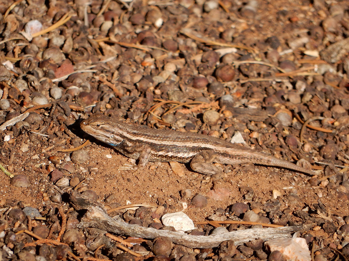 Plateau Fence Lizard Away from the crowds of people a Plateau Fence Lizard (Sceloporus tristichus) is found under the trees at Grand Canyon National Park, Arizona, United States. Arizona,Geotagged,Grand Canyon National Park,Plateau Fence Lizard,Plateau Lizard,Sceloporus tristichus,Spring,United States