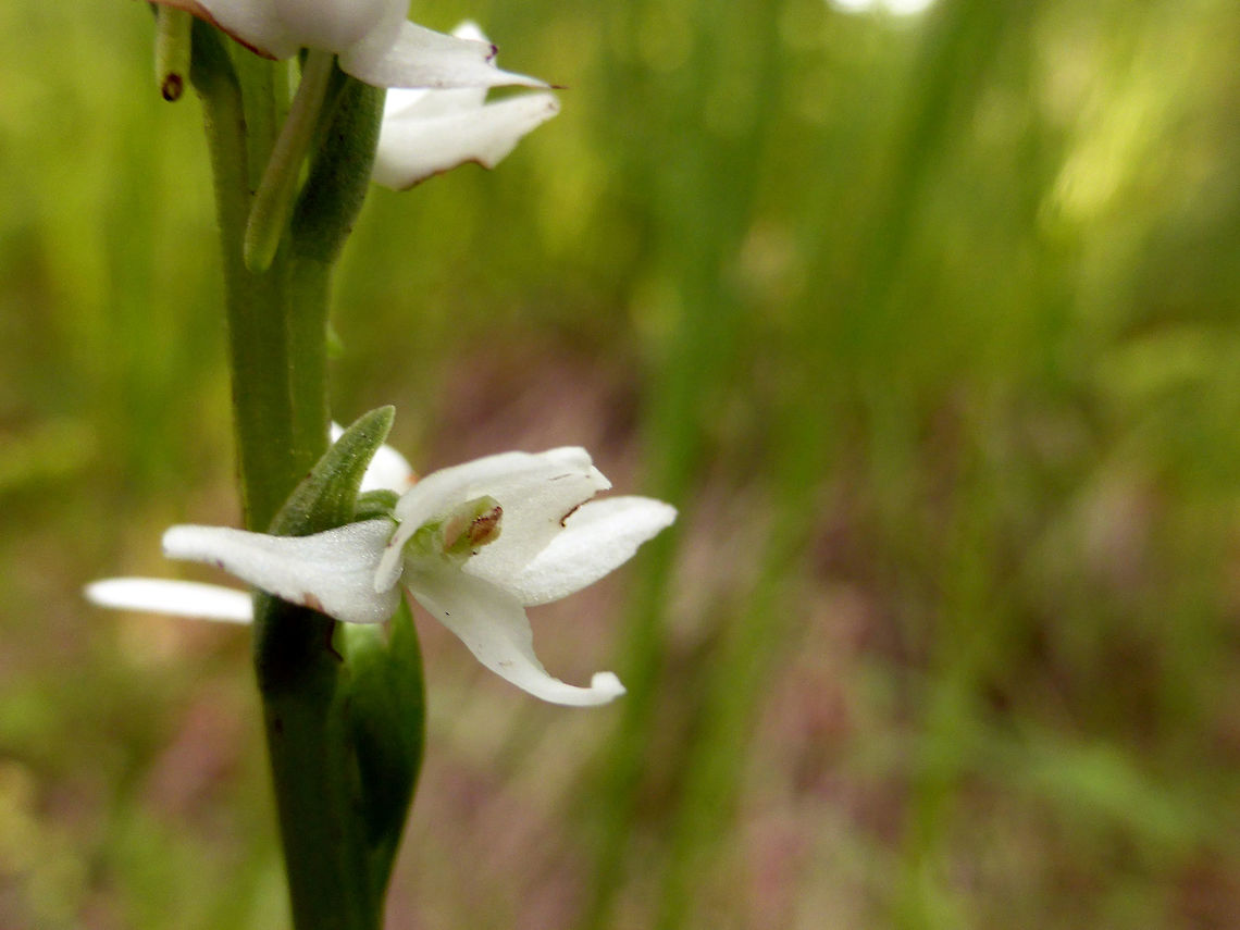 White Bog Orchid An orchid that is harder to find is the White Bog Orchid (Platanthera dilatata) in the fen at Purdon Conservation Area, Lanark, Ontario, Canada. Canada,Geotagged,Lanark,Ontario,Platanthera dilatata,Purdon Conservation Area,Summer,White Bog Orchid