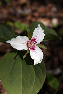 Painted Trillium In the wet woods, the Painted Trillium (Trillium undulatum) blooms on the Dewberry Trail, Mer Bleue Conservation Area, Ottawa, Ontario. Ramsar site no. 755. Canada,Dewberry Trail,Geotagged,Mer Bleue Conservation Area,Ontario,Ottawa,Painted Trillium,Painted trillium,Ramsar wetland,Spring,Trillium undulatum