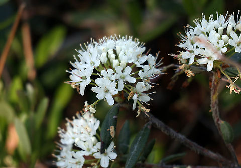 Labrador Tea Throughout the large bog the Labrador Tea (Rhododendron groenlandicum) is in bloom at the Mer Bleue Conservation Area, Ottawa, Ontario, Canada. Ramsar site no. 755. Canada,Geotagged,Labrador Tea,Mer Bleue Conservation Area,Ontario,Ottawa,Ramsar wetland,Rhododendron groenlandicum,Spring