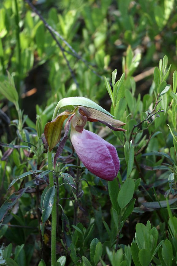 Pink Lady's Slipper Orchid Reaching out of the dense vegetation the Pink Lady&#039;s Slipper/Moccasin Flower (Cypripedium acaule) orchid blooms at the Mer Bleue Conservation Area, Ottawa, Ontario, Canada. Ramsar site no. 755. Canada,Cypripedium acaule,Geotagged,Mer Bleue Conservation Area,Moccasin Flower,Ontario,Ottawa,Pink Lady's Slipper,Ramsar wetland,Spring,orchid