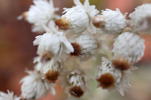 Pearly Everlasting The white flowers of fall, Pearly Everlasting (Anaphalis margaritacea) at Alleyn-et-Cawood, Quebec, Canada. Alleyn-et-Cawood,Anaphalis margaritacea,Canada,Fall,Flowers,Geotagged,Pearly Everlasting,Quebec,West pearly everlasting