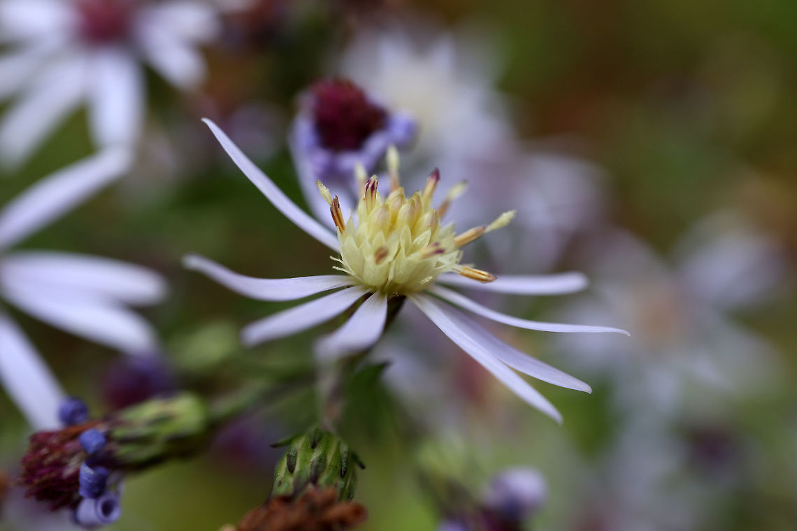 Unknown Aster I always have a difficult time figuring out the Asters (Asteraceae) this is a common one in Quebec sometimes with yellow centres & other times burgundy found at Alleyn-et-Cawood, Quebec, Canada. Alleyn-et-Cawood,Asteraceae,Asters,Canada,Fall,Flowers,Geotagged,Quebec,Symphyotrichum