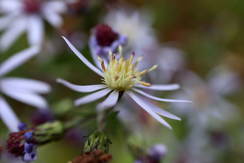Unknown Aster I always have a difficult time figuring out the Asters (Asteraceae) this is a common one in Quebec sometimes with yellow centres & other times burgundy found at Alleyn-et-Cawood, Quebec, Canada. Alleyn-et-Cawood,Asteraceae,Asters,Canada,Fall,Flowers,Geotagged,Quebec,Symphyotrichum