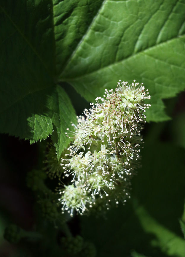 Devil's Club I found this to be an amazing plant with large thorns on the tall stem, the Devil&#039;s Club (Oplopanax horridus) at Mount Revelstoke National Park, British Columbia, Canada. British Columbia,Canada,Devil's Club,Devils club,Geotagged,Mount Revelstoke National Park,Oplopanax horridus,Spring
