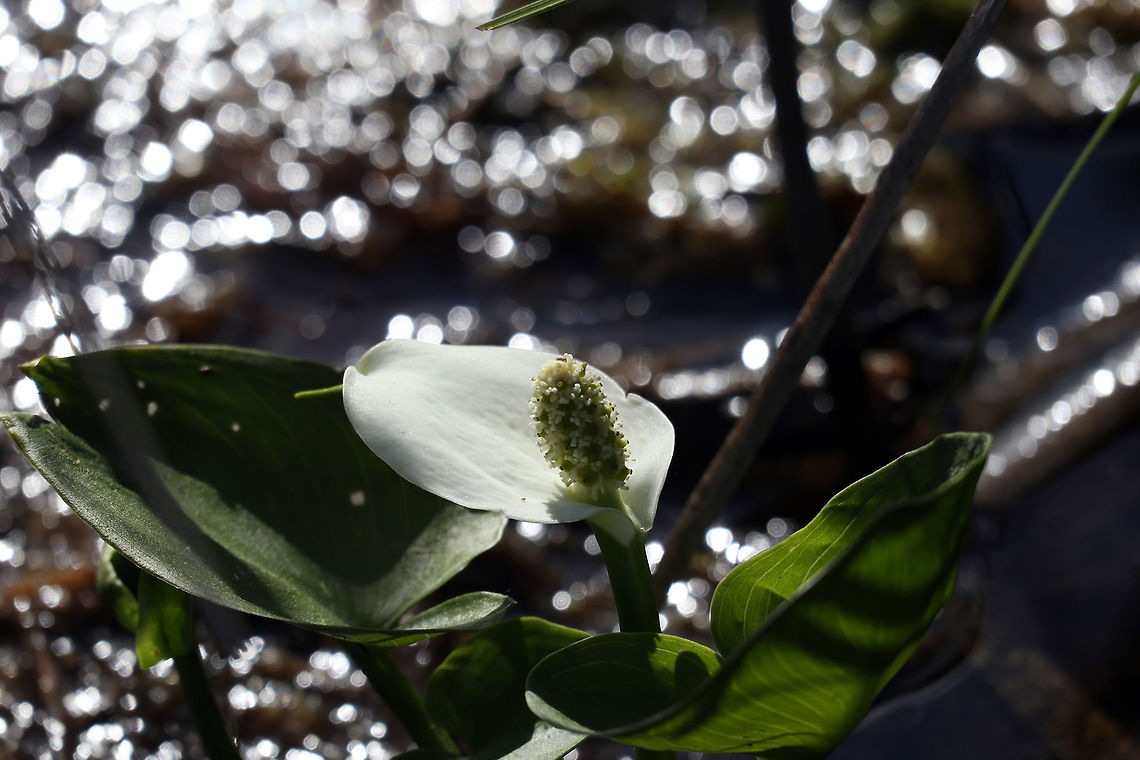 Water Arum Along the edge of the marsh next to a large bog the Water Arum (Calla palustris) can be found at the Mer Bleue Conservation Area, Ottawa, Ontario, Canada. Ramsar site no. 755. Calla,Calla palustris,Canada,Geotagged,Mer Bleue Conservation Area,Ontario,Ottawa,Ramsar wetland,Spring,Water Arum