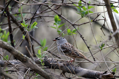 White-crowned Sparrow Through a tangle of branches, a White-crowned Sparrow (Zonotrichia leucophrys) pauses for a photo opportunity next to the Ottawa River, Britannia Conservation Area, Mud Lake, Ottawa, Ontario, Canada. Britannia Conservation Area,Canada,Geotagged,Mud Lake,Ontario,Ottawa,Spring,White-crowned Sparrow,Zonotrichia leucophrys,bird