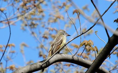 Great Crested Flycatcher High in the trees, a Great Crested Flycatcher (Myiarchus crinitus) is seen at the Mer Bleue Conservation Area, Ottawa, Ontario, Canada. Ramsar site no. 755. Canada,Geotagged,Great Crested Flycatcher,Mer Bleue Conservation Area,Myiarchus crinitus,Ontario,Ottawa,Ramsar wetland,Spring,bird