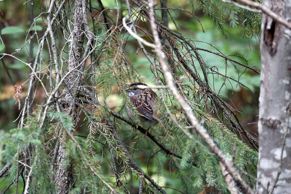 White-throated Sparrow Hiding in the branches is a White-throated Sparrow (Zonotrichia albicollis) at Algonquin Provincial Park, Spruce Bog Trail, Ontario, Canada.  Algonquin Provincial Park,Canada,Geotagged,Ontario,Spruce Bog Trail,Summer,White-throated Sparrow,White-throated sparrow,Zonotrichia albicollis
