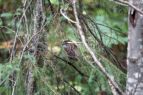 White-throated Sparrow Hiding in the branches is a White-throated Sparrow (Zonotrichia albicollis) at Algonquin Provincial Park, Spruce Bog Trail, Ontario, Canada.  Algonquin Provincial Park,Canada,Geotagged,Ontario,Spruce Bog Trail,Summer,White-throated Sparrow,White-throated sparrow,Zonotrichia albicollis