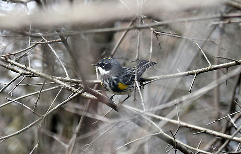 Myrtle Warbler Myrtle Warbler (Setophaga coronata ssp. coronata) in a tangle of branches hunting for bugs along the shoreline of the Ottawa River, Britannia Conservation Area, Mud Lake, Ottawa, Ontario, Canada. Britannia Conservation Area,Canada,Geotagged,Mud Lake,Myrtle Warbler,Ontario,Ottawa,Setophaga coronata,Setophaga coronata ssp. coronata,Spring,Yellow-rumped warbler