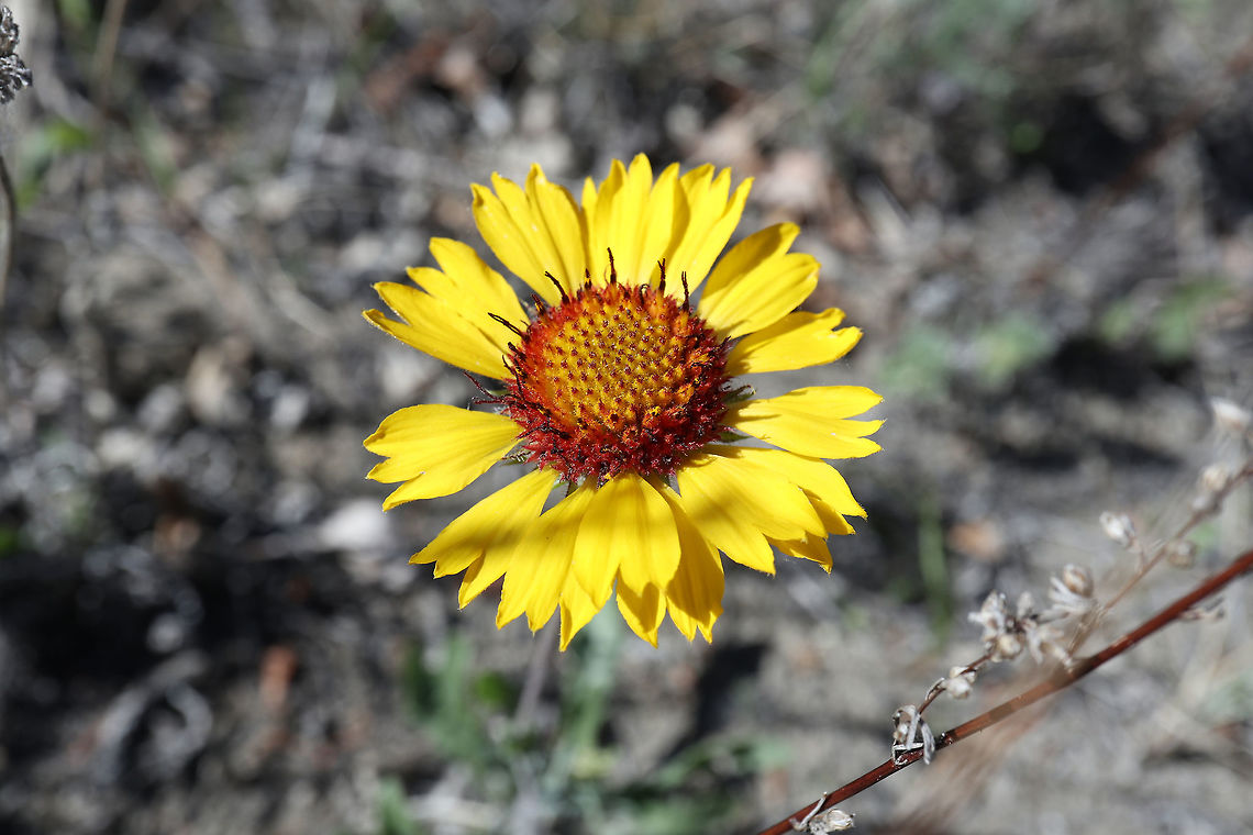 Great Blanket Flower A solitary flower blooming in the dunes is the Great Blanket Flower (Gaillardia aristata) at Jasper National Park, Alberta, Canada. Alberta,Canada,Gaillardia aristata,Geotagged,Great Blanket Flower,Jasper National Park,Spring