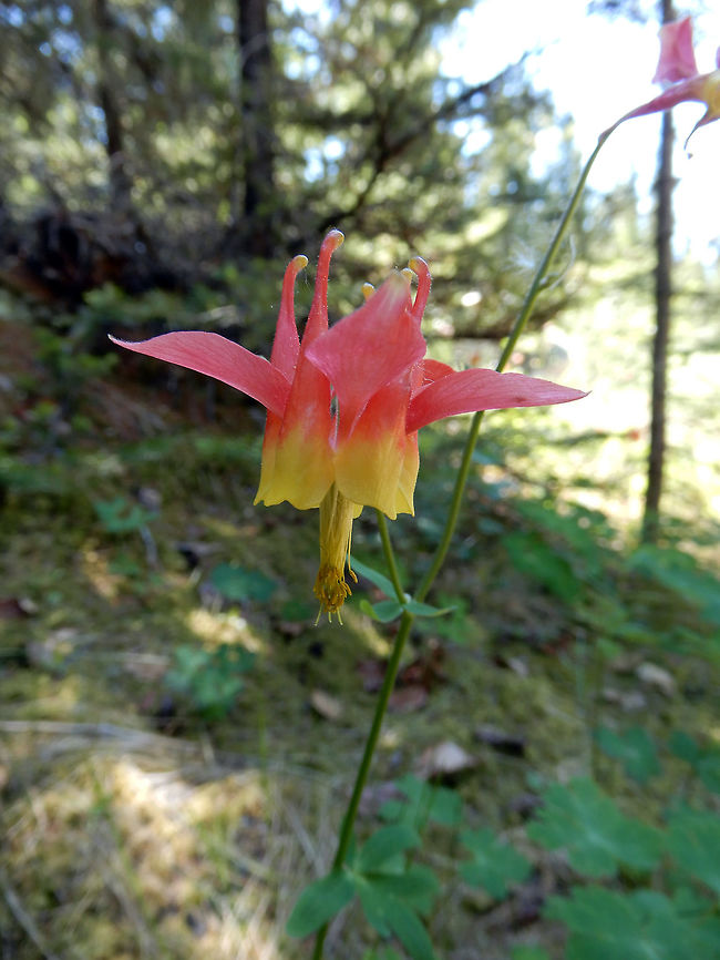 Western Columbine A large reddish pink &amp; yellow flower is the Western Columbine (Aquilegia formosa) found at Jasper National Park, Alberta, Canada. Conservation Status: vulnerable (S3) in Alberta, CA (NatureServe). Alberta,Aquilegia formosa,Canada,Crimson columbine,Geotagged,Jasper National Park,Spring,Western Columbine,flower,vulnerable