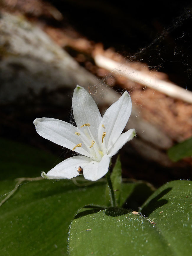 Queen's Cup A solitary white flower is the Queen&#039;s Cup (Clintonia uniflora) at Glacier National Park, British Columbia, Canada. British Columbia,Canada,Clintonia uniflora,Geotagged,Glacier National Park,Queen's Cup,Spring,brides bonnet or queens cup,flower