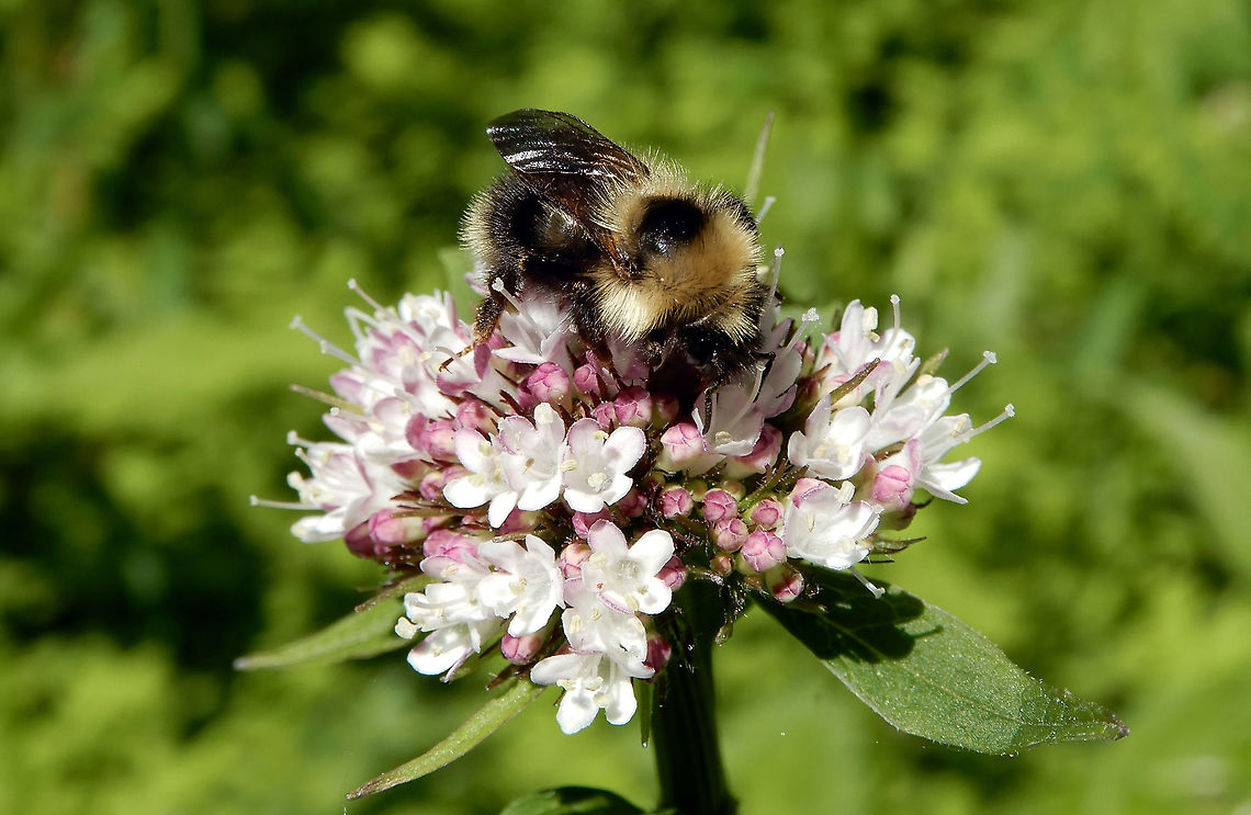 Western Bumble Bee Doing its thing on an unknown flower is a Western Bumble Bee (Bombus occidentalis) along an old mountain road at Glacier National Park, British Columbia, Canada. Conservation Status: vulnerable (N3) in Canada (NatureServe). Bombus occidentalis,British Columbia,Canada,Geotagged,Glacier National Park,Spring,Western Bumble Bee,vulnerable