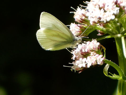 Margined White Butterfly On an unknown flower a Margined White (Pieris marginalis) butterfly is found along an old mountain road at Glacier National Park, British Columbia, Canada.  British Columbia,Canada,Geotagged,Glacier National Park,Margined White,Margined white,Pieris marginalis,Spring,butterfly