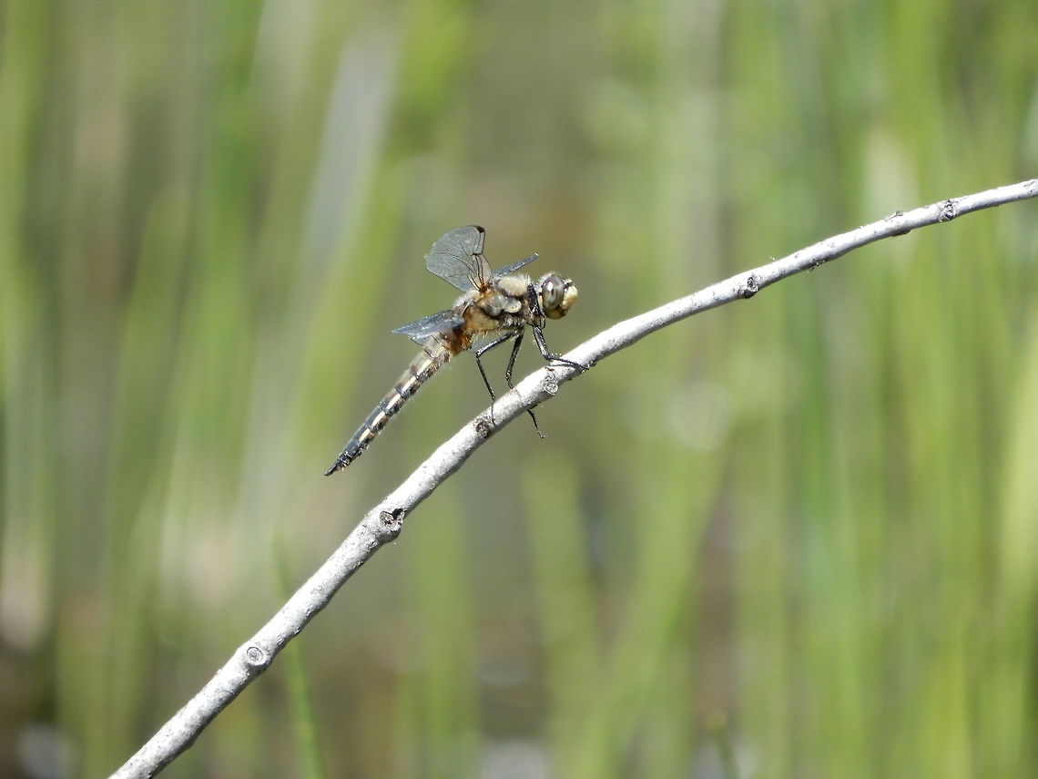 Four-spotted Skimmer Dragonfly A Four-spotted Skimmer (Libellula quadrimaculata) dragonfly rests on a twig in a marshy area of Mount Revelstoke National Park, British Columbia, Canada.  British Columbia,Canada,Four-spotted Skimmer,Four-spotted chaser,Geotagged,Libellula quadrimaculata,Mount Revelstoke National Park,Spring,dragonfly