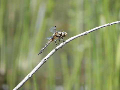 Four-spotted Skimmer Dragonfly A Four-spotted Skimmer (Libellula quadrimaculata) dragonfly rests on a twig in a marshy area of Mount Revelstoke National Park, British Columbia, Canada.  British Columbia,Canada,Four-spotted Skimmer,Four-spotted chaser,Geotagged,Libellula quadrimaculata,Mount Revelstoke National Park,Spring,dragonfly