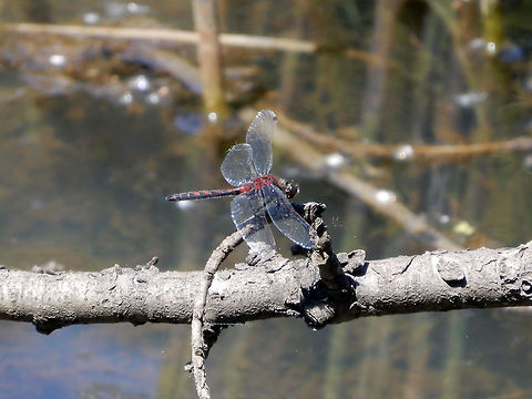 Hudsonian Whiteface Dragonfly Resting in the marsh is a Hudsonian Whiteface (Leucorrhinia hudsonica) Dragonfly at Mount Revelstoke National Park, British Columbia, Canada. British Columbia,Canada,Dragonfly,Geotagged,Hudsonian Whiteface,Hudsonian whiteface,Leucorrhinia hudsonica,Mount Revelstoke National Park,Spring