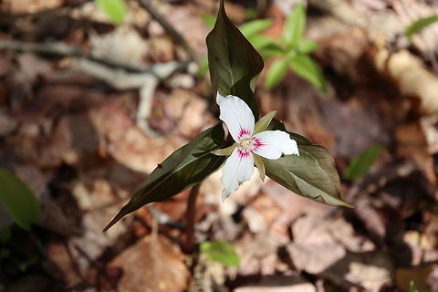 Painted Trillium Painted Trillium (Trillium undulatum) in the wet woods of Alleyn-et-Cawood, Quebec, Canada. Alleyn-et-Cawood,Canada,Geotagged,Painted Trillium,Quebec,Spring,Trillium undulatum,flower