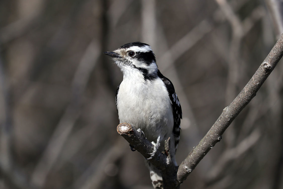 Downy Woodpecker (female) A female Downy Woodpecker (Dryobates pubescens) perches on a branch at Britannia Conservation Area, Mud Lake, Ottawa, Ontario, Canada. Birds,Britannia Conservation Area,Canada,Downy Woodpecker,Downy woodpecker,Dryobates pubescens,Geotagged,Mud Lake,Ontario,Ottawa,Spring