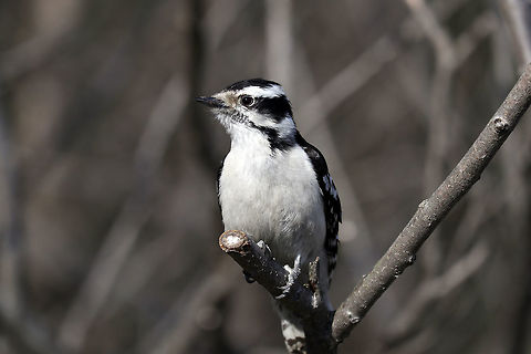 Downy Woodpecker (female) A female Downy Woodpecker (Dryobates pubescens) perches on a branch at Britannia Conservation Area, Mud Lake, Ottawa, Ontario, Canada. Birds,Britannia Conservation Area,Canada,Downy Woodpecker,Downy woodpecker,Dryobates pubescens,Geotagged,Mud Lake,Ontario,Ottawa,Spring