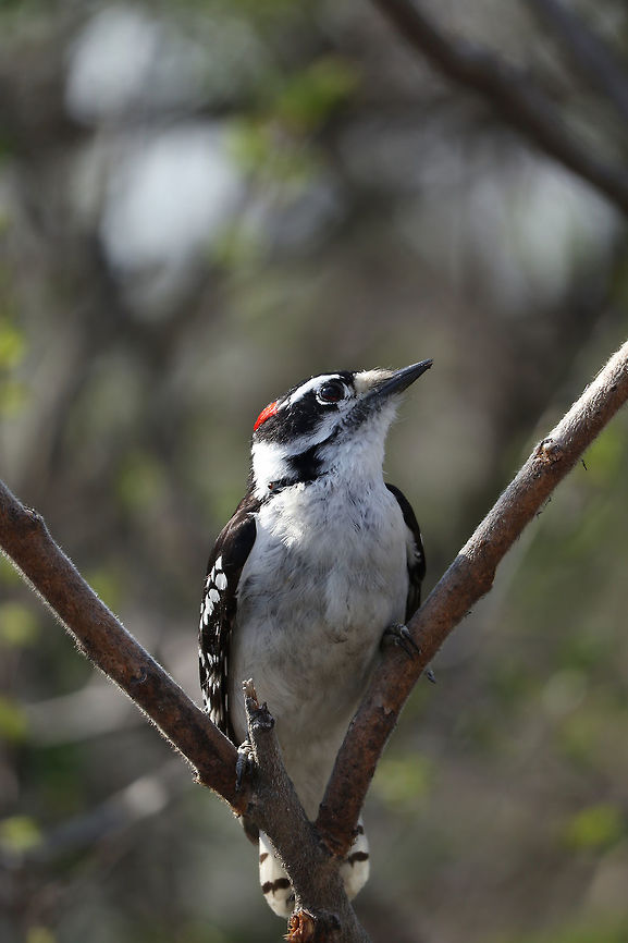 Downy Woodpecker (male) The smallest and most friendly, a male Downy Woodpecker (Dryobates pubescens) with the slight touch of red on the back of his head at Britannia Conservation Area, Mud Lake, Ottawa, Ontario, Canada. Birds,Britannia Conservation Area,Canada,Downy Woodpecker,Downy woodpecker,Dryobates pubescens,Geotagged,Mud Lake,Ontario,Ottawa,Spring
