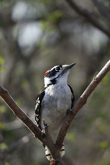 Downy Woodpecker (male) The smallest and most friendly, a male Downy Woodpecker (Dryobates pubescens) with the slight touch of red on the back of his head at Britannia Conservation Area, Mud Lake, Ottawa, Ontario, Canada. Birds,Britannia Conservation Area,Canada,Downy Woodpecker,Downy woodpecker,Dryobates pubescens,Geotagged,Mud Lake,Ontario,Ottawa,Spring