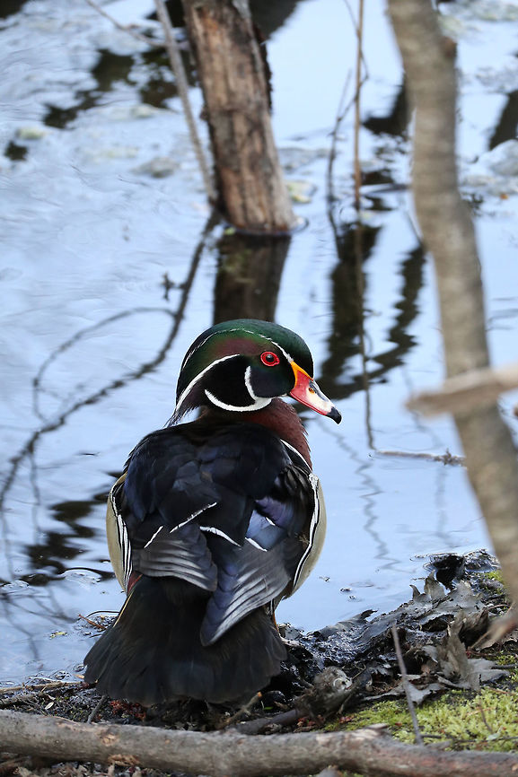Wood Duck Drake After a heavy session of preening, the Wood Duck (Aix sponsa) drake pauses to look at the camera at Britannia Conservation Area, Mud Lake, Ottawa, Ontario, Canada. Aix sponsa,Birds,Britannia Conservation Area,Canada,Geotagged,Mud Lake,Ontario,Ottawa,Spring,Wood Duck,Wood duck