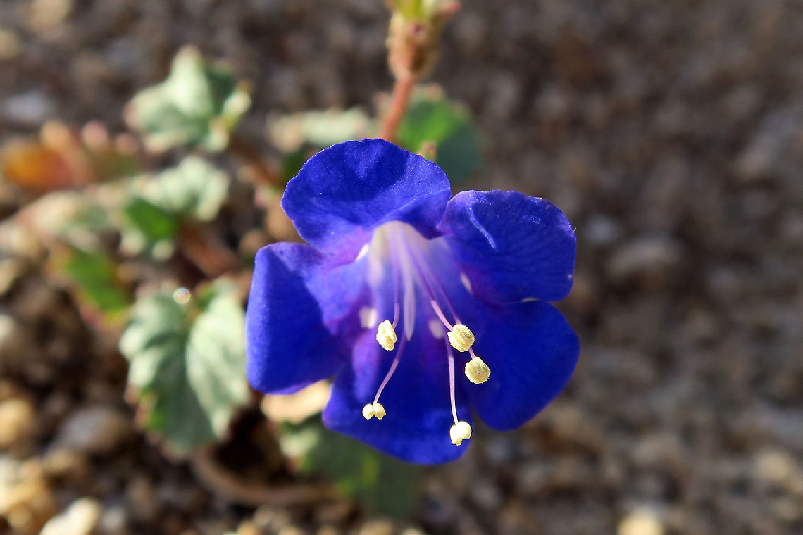 Desert Canterbury Bells The bright blue flower of the Desert Canterbury Bells (Phacelia campanularia) at Joshua Tree National Park, California, United States. Conservation Status: vulnerable (G3?) (NatureServe). Vulnerable. Endemic to southern California in the Mojave and Sonoran deserts at elevations less than 1600 m. (Baldwin et al. 2002).                                California,Desert Canterbury Bells,Geotagged,Joshua Tree National Park,Phacelia campanularia,Spring,United States,flower