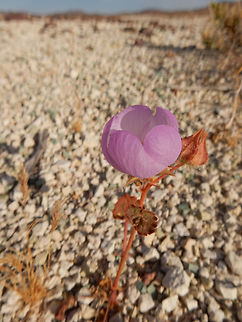 Desert Five-Spot Flower Desert Five-Spot Flower (Eremalche rotundifolia) is a purple globe flower with distinct five red markings on the interior. Nevada, United States.
https://www.jungledragon.com/image/70644/desert_five-spot_flower.html Desert Five-Spot Flower,Eremalche rotundifolia,Geotagged,Nevada,Spring,United States