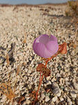 Desert Five-Spot Flower Desert Five-Spot Flower (Eremalche rotundifolia) is a purple globe flower with distinct five red markings on the interior. Nevada, United States.<br />
https://www.jungledragon.com/image/70644/desert_five-spot_flower.html Desert Five-Spot Flower,Eremalche rotundifolia,Geotagged,Nevada,Spring,United States