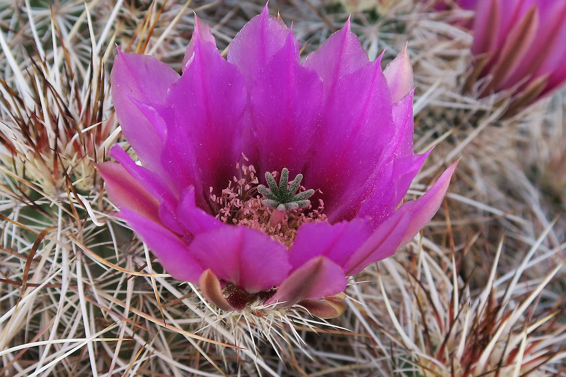 Engelmann's Hedgehog Cactus A bright Engelmann's Hedgehog Cactus (Echinocereus engelmannii) flower at Joshua Tree National Park, California, United States. California,Echinocereus engelmannii,Engelmann's Hedgehog Cactus,Geotagged,Joshua Tree National Park,Spring,Strawberry Hedgehog Cactus,United States,flower