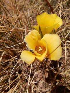 Golden Mariposa Lily Blooming close to the ground is the bright yellow Golden Mariposa Lily (Calochortus aureus) at Petrified Forest National Park, Arizona, United States. Arizona,Calochortus aureus,Geotagged,Golden Mariposa Lily,Petrified Forest National Park,Spring,United States,flower